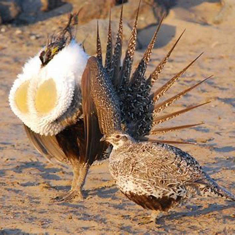 Does greater sage-grouse fly?