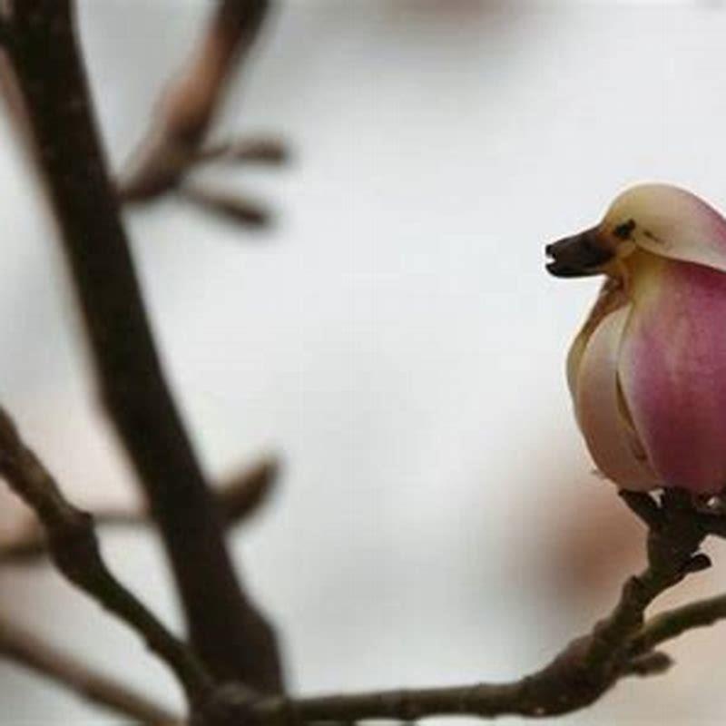 Top 102+ Wallpaper Magnolia Liliiflora Looks Like A Bird Completed