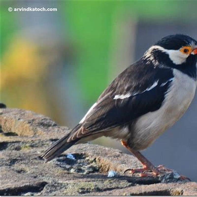 does-myna-eat-other-birds-diy-seattle