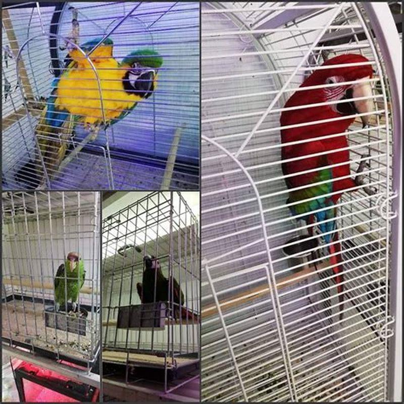 does-petco-do-bird-wing-clipping-diy-seattle