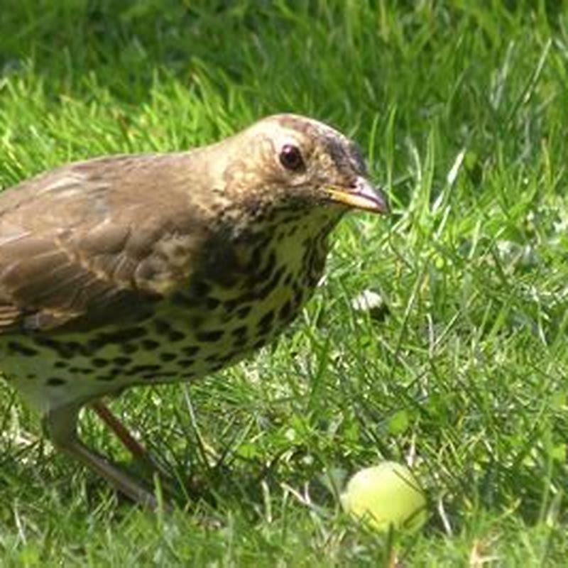 Does thrush eat bird seed?