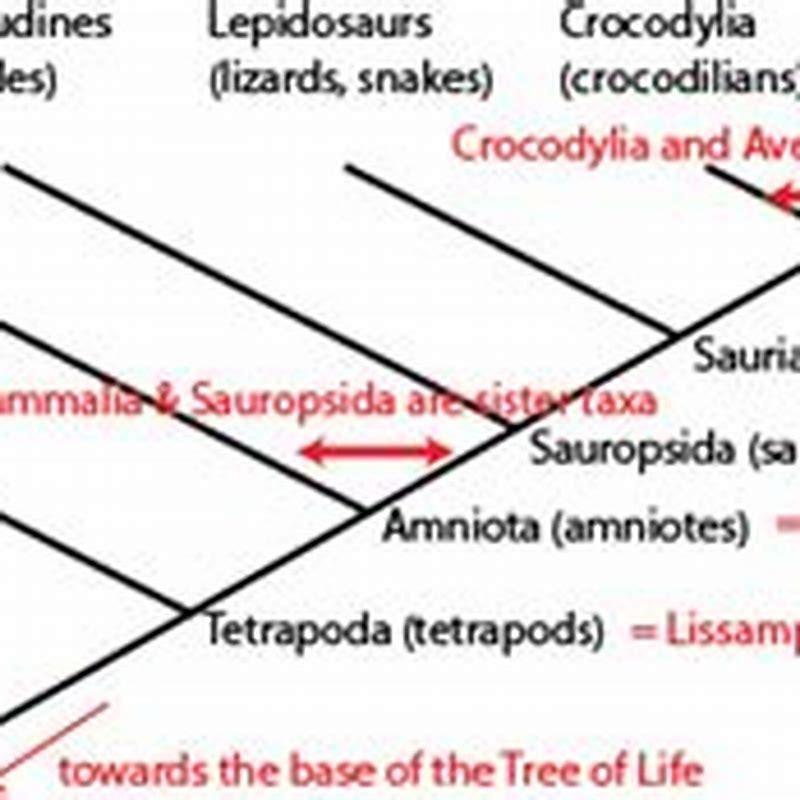 How are bats and birds related to each other? - DIY Seattle