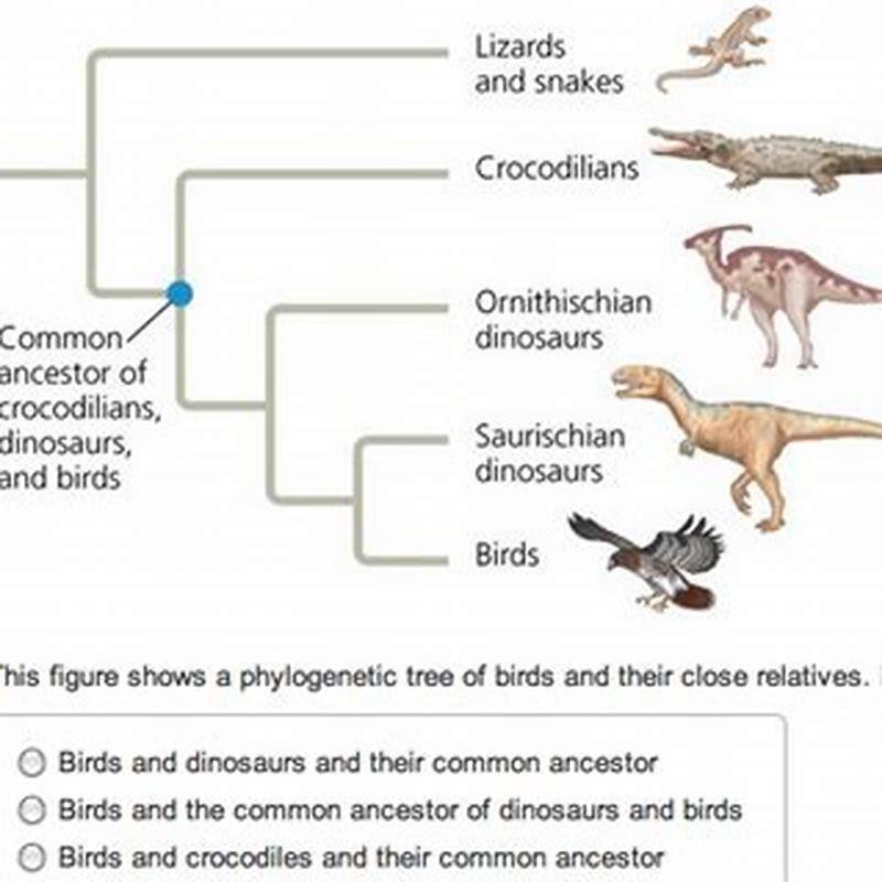How are birds and crocodiles homologous?
