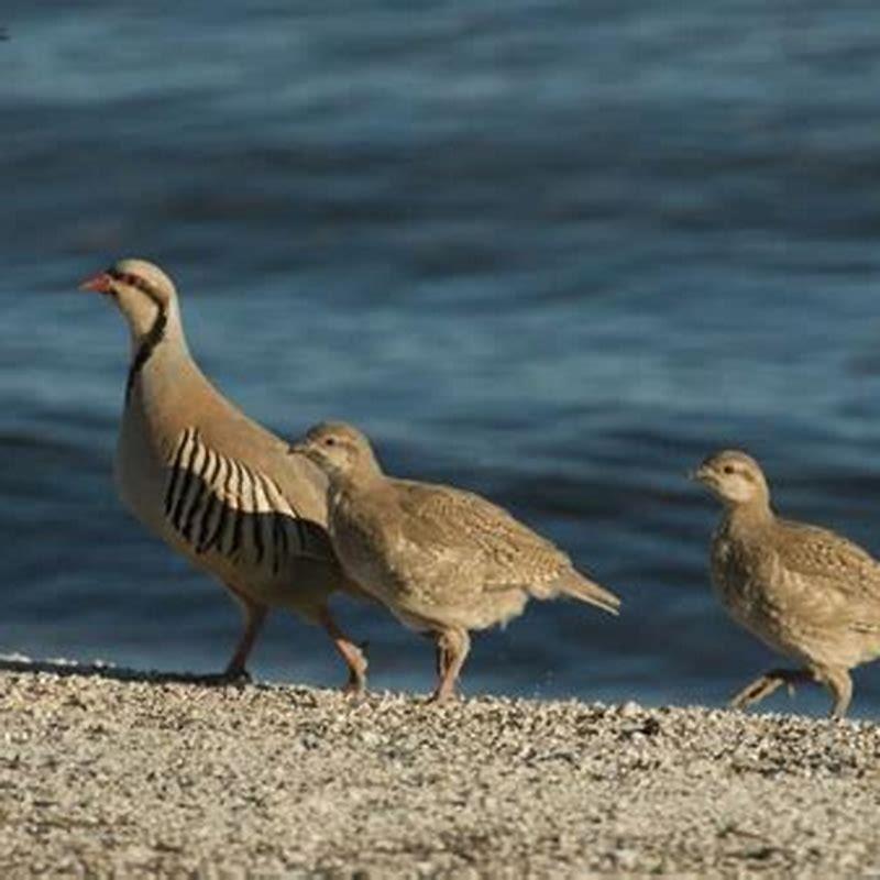 How big do chukars get?