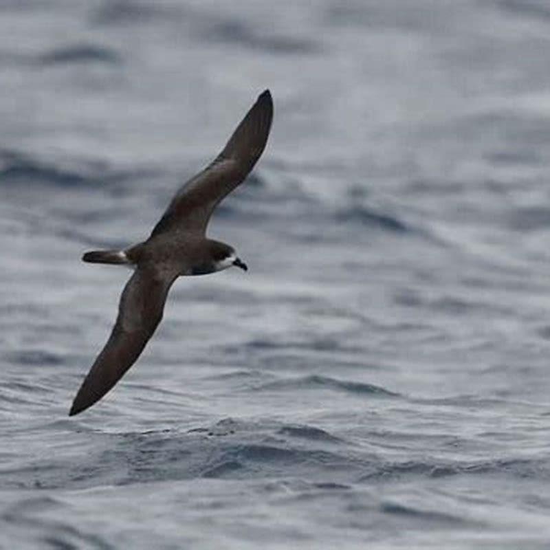 How big is a Bermuda petrel?