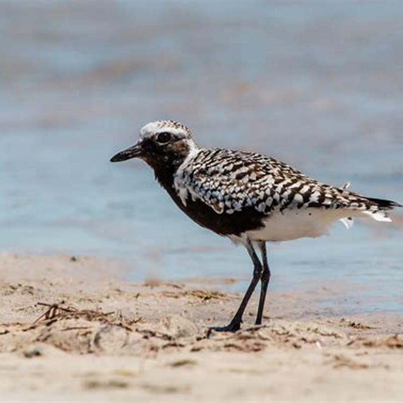 How big is a black-bellied plover? - DIY Seattle