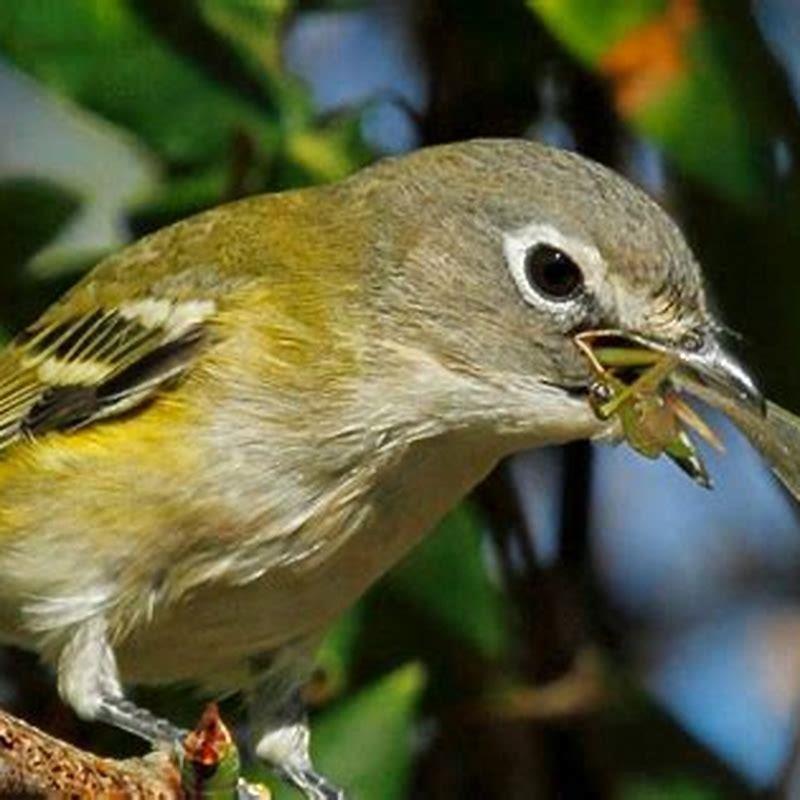 How big is a blue-headed vireo?