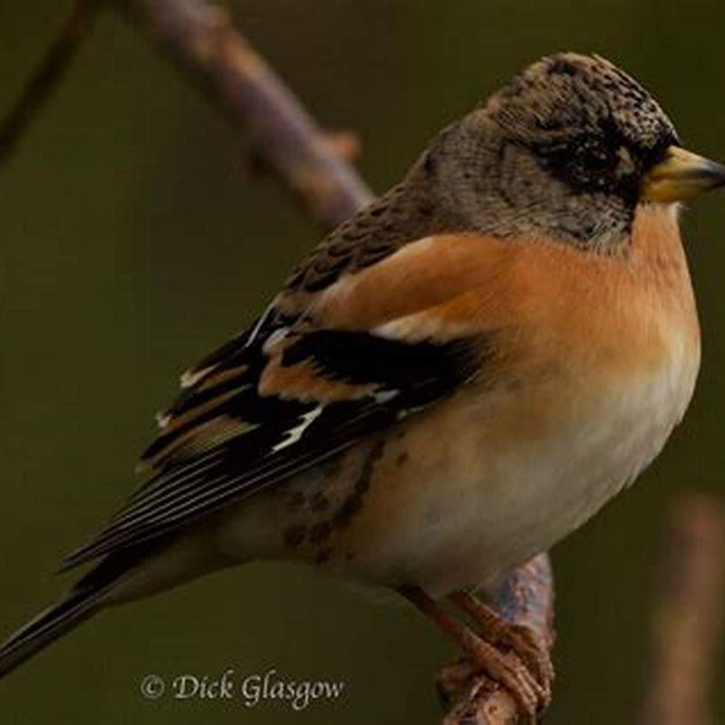 How big is a Brambling?