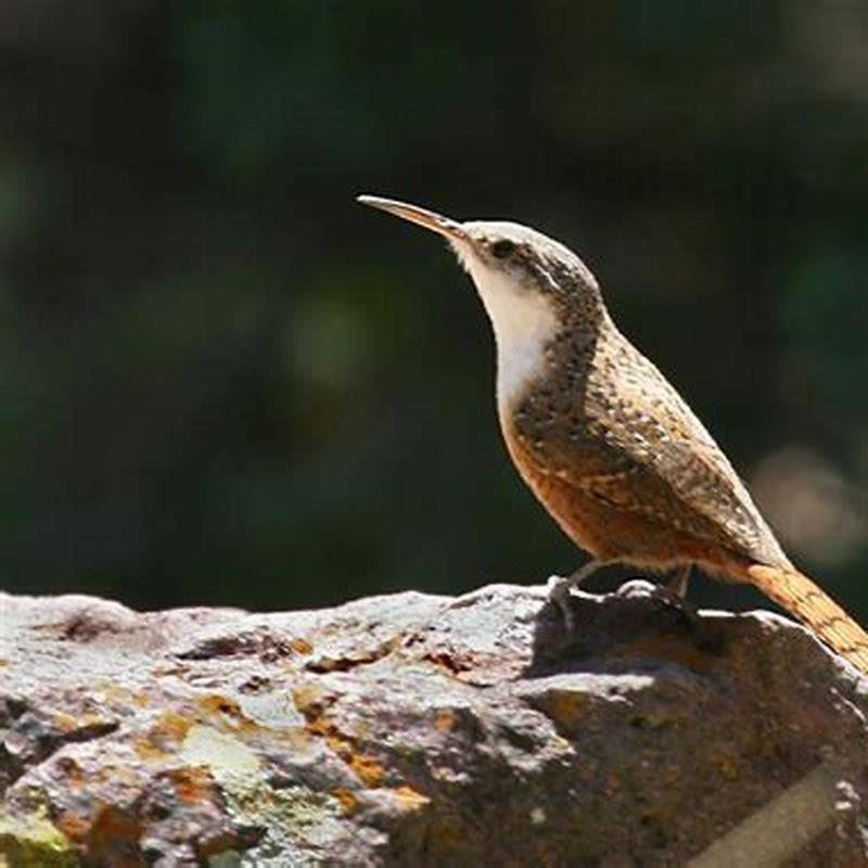 How big is a canyon wren?