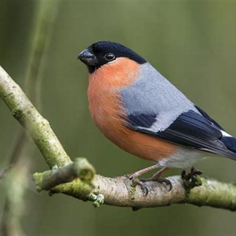 How big is a Eurasian Bullfinch?