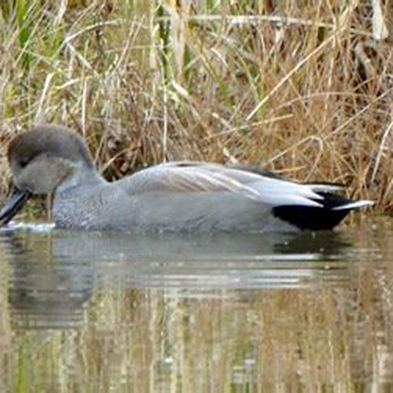 How big is a gadwall?