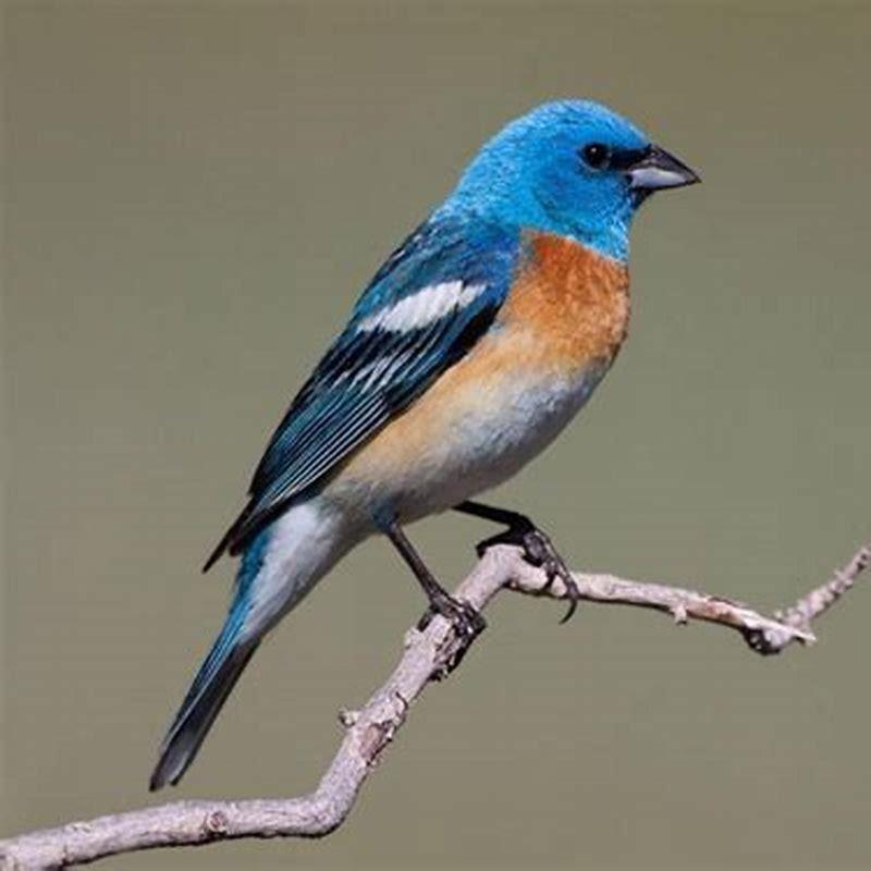 How big is a Lazuli Bunting?