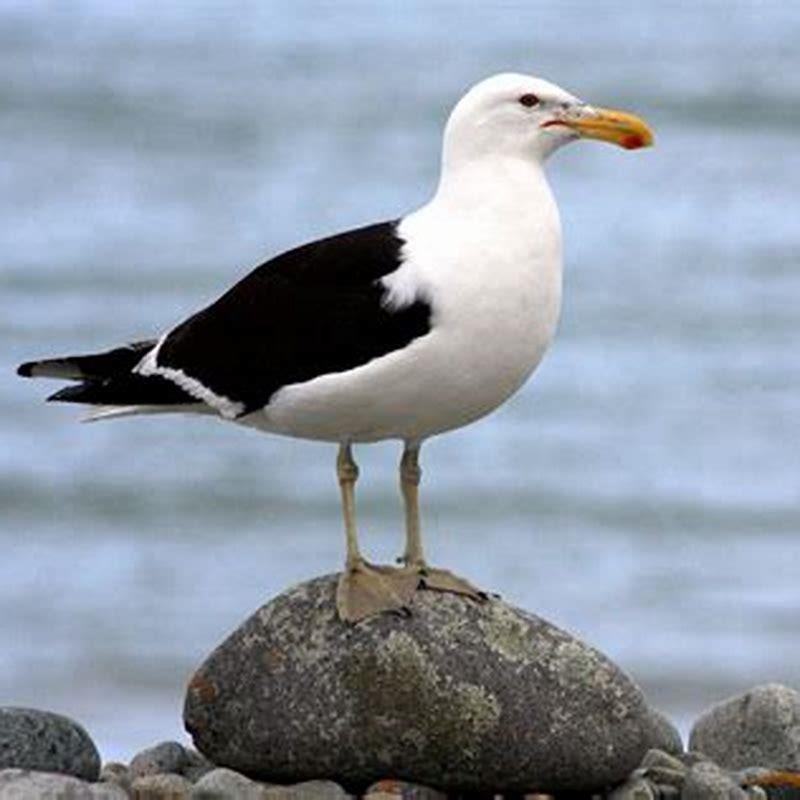 How big is a lesser black-backed gull?