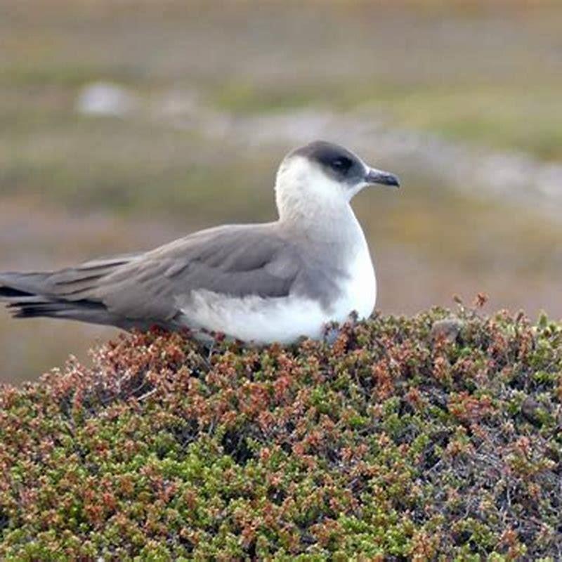 How big is a parasitic jaeger?