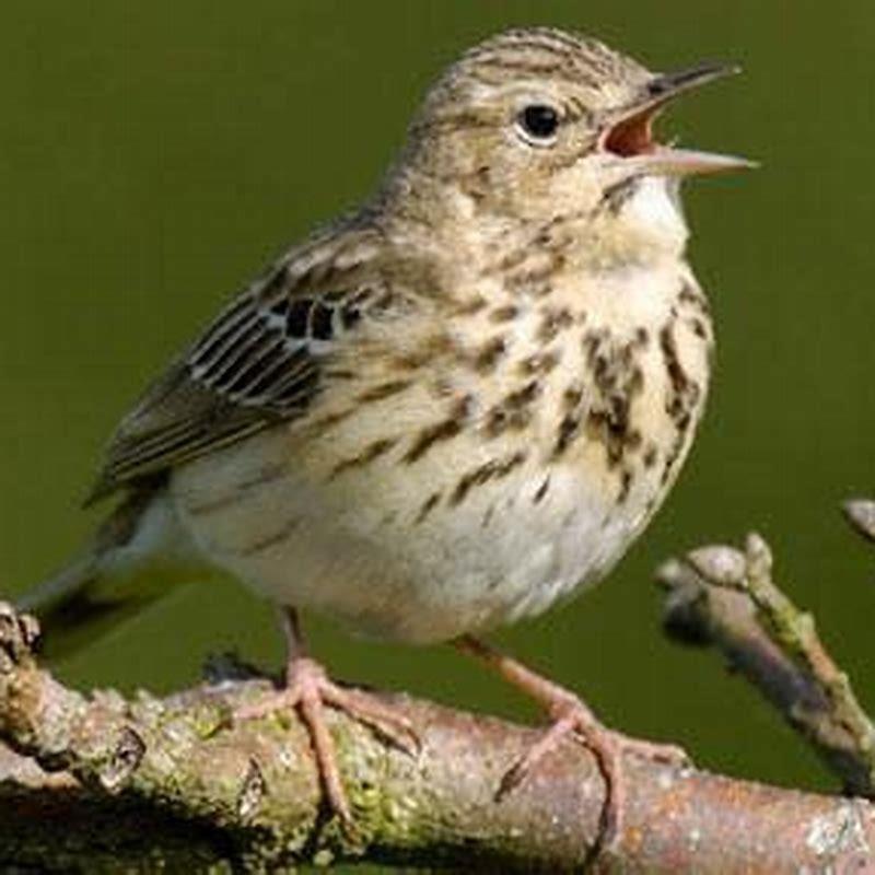 How big is a tree pipit?