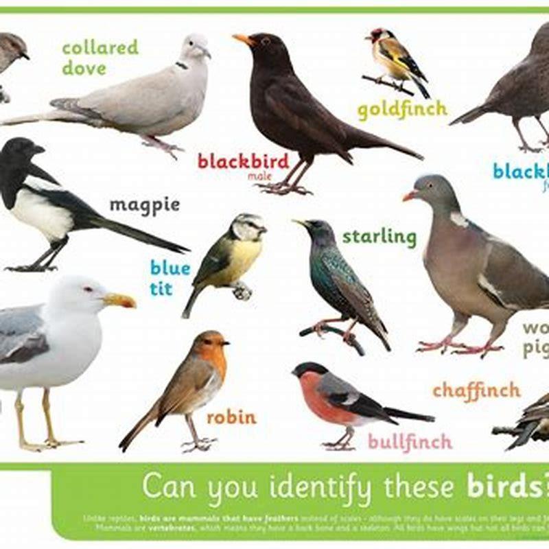 how-can-i-identify-a-bird-from-a-picture-diy-seattle