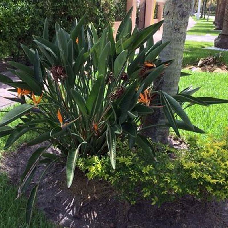 How can we encourage the growth of bird of paradise?