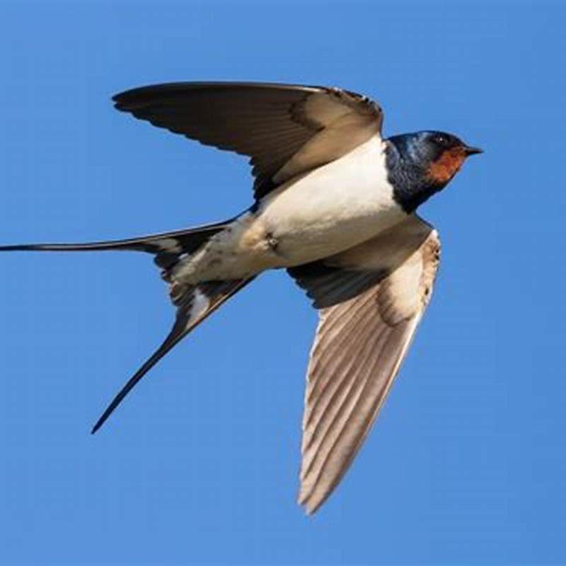 How can you identify a swallow bird?