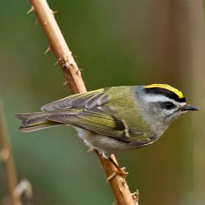 how-can-you-tell-a-golden-crowned-kinglet-diy-seattle