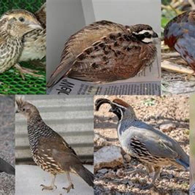 How can you tell a mountain quail?