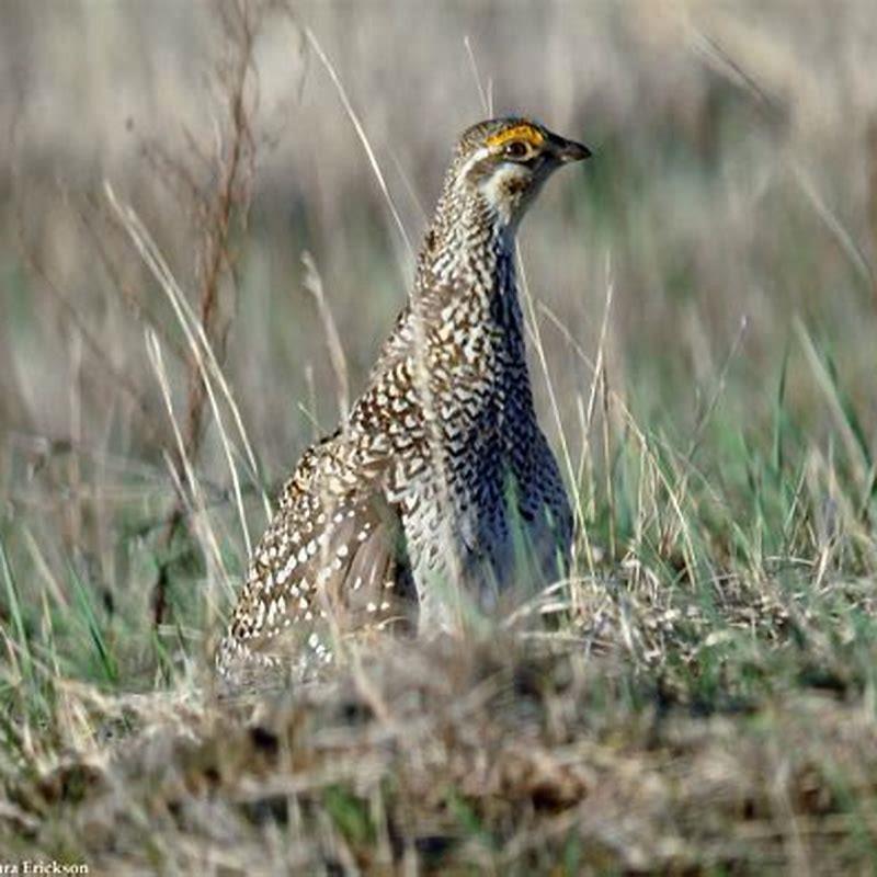 How can you tell a sharp-tailed grouse?