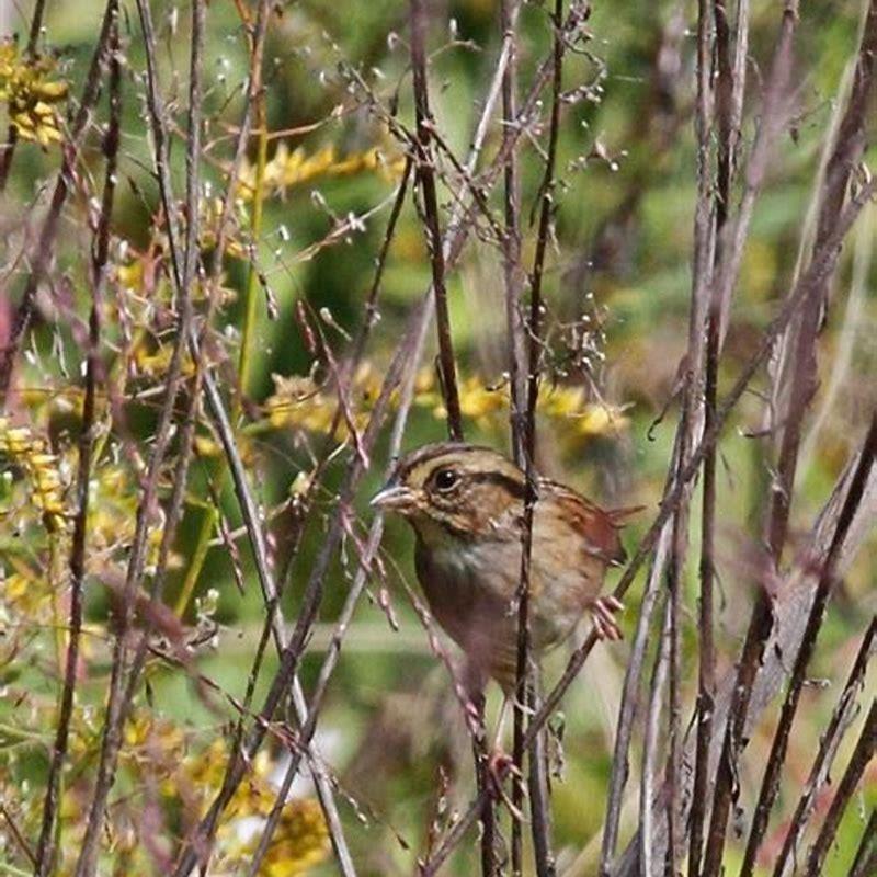 How can you tell a swamp sparrow?