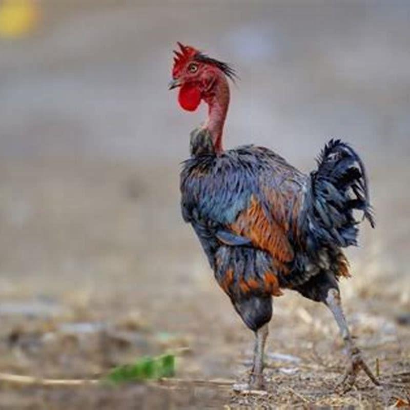 How can you tell if a bird is molting?