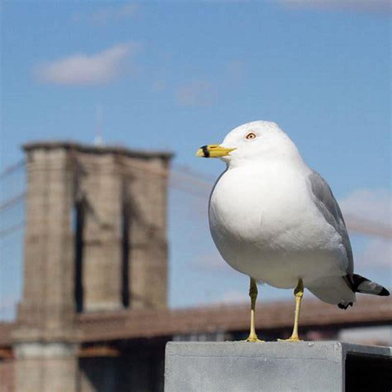How can you tell if a ring is billed gull?