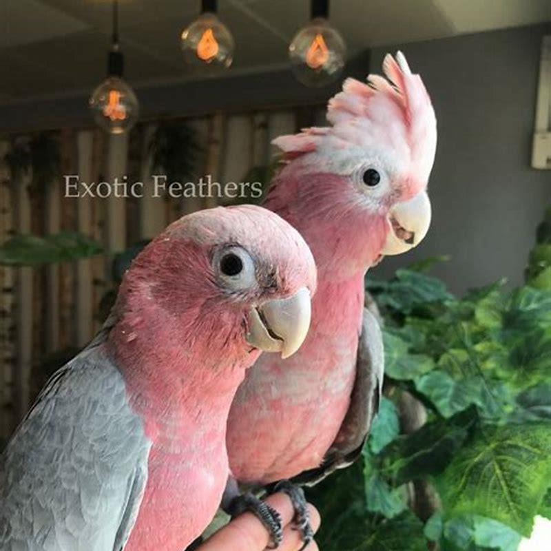 How can you tell the age of a galah?