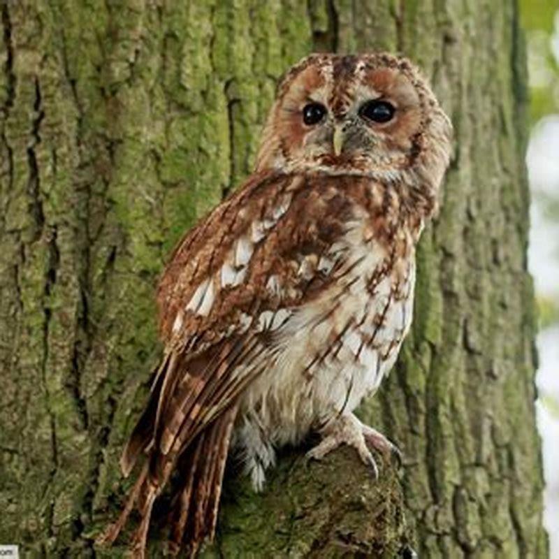 how-common-are-tawny-owls-diy-seattle