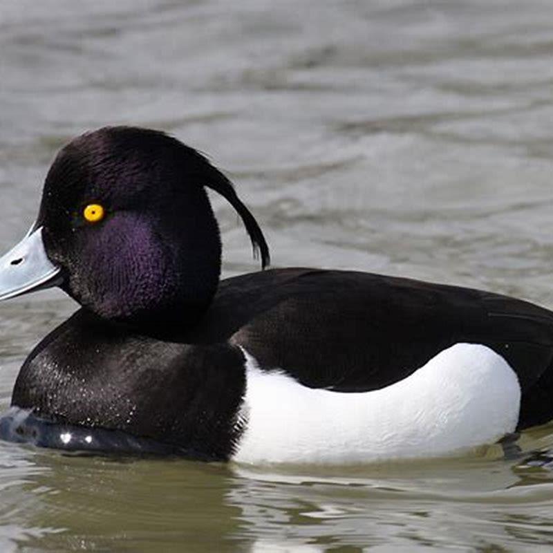 How common are tufted ducks?