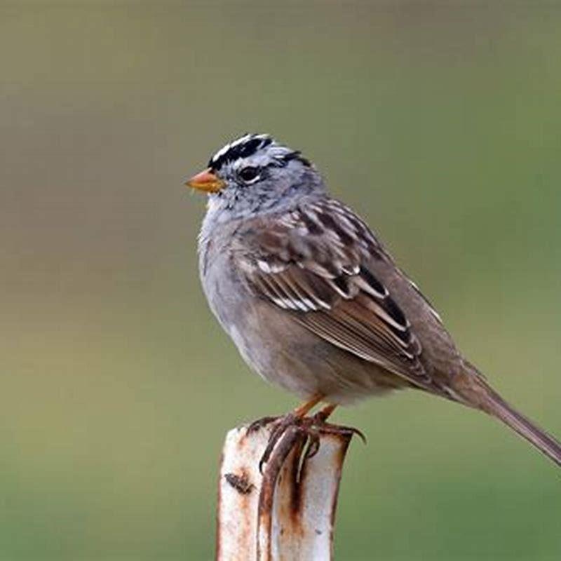 How Common Are White crowned Sparrows DIY Seattle