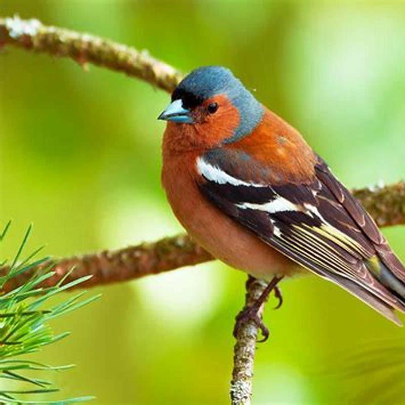 How common is a chaffinch in the UK?