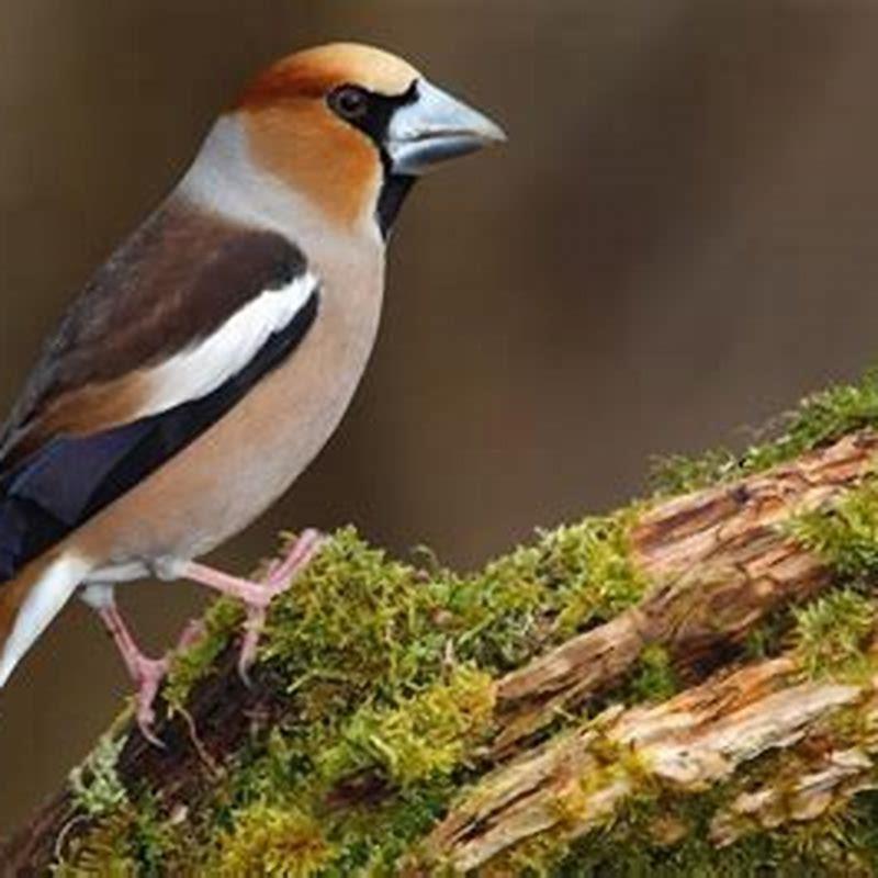 How common is a hawfinch?