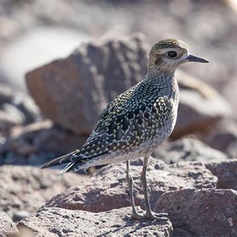 How did American golden plover get its name?