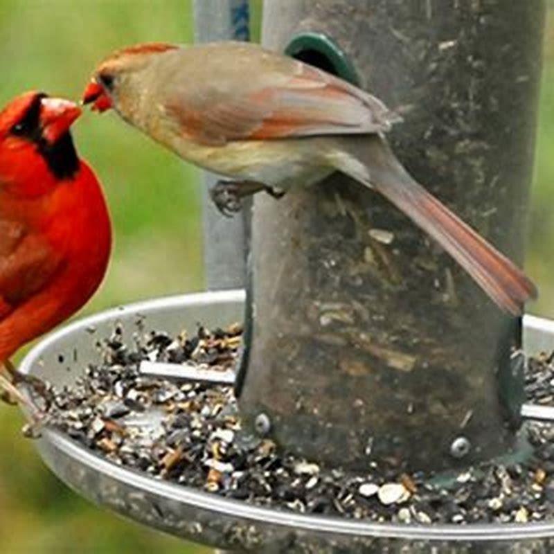 How did bird mate?