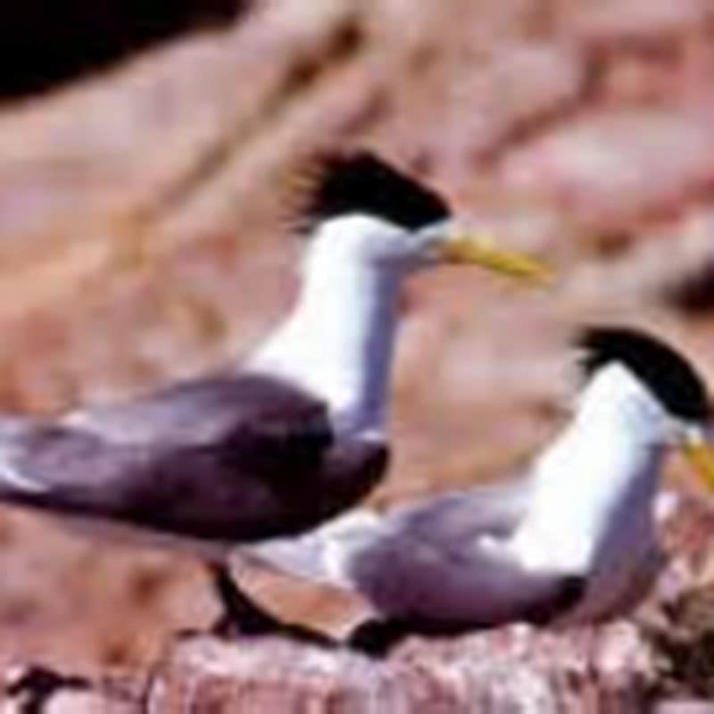 How did Caspian Terns get their name?