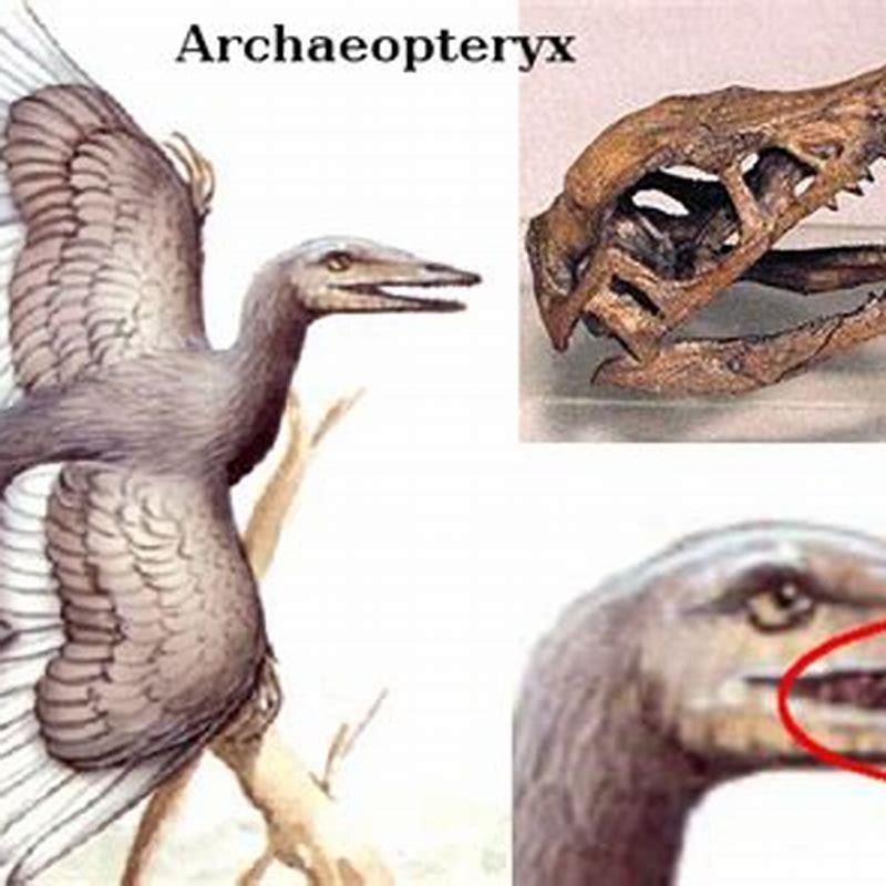 How did dinosaurs change into birds?