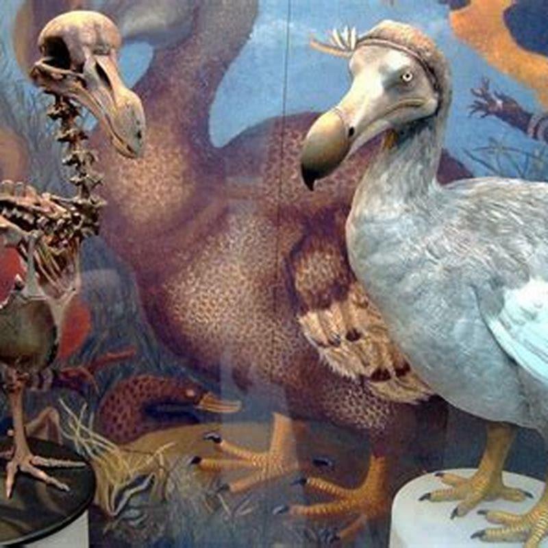 How did dodo birds get extinct? - DIY Seattle