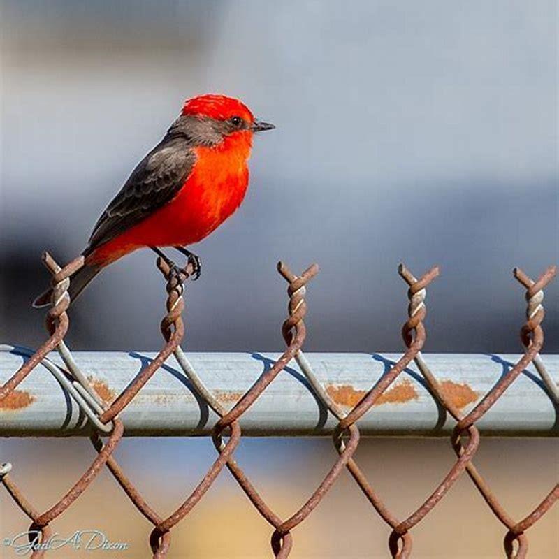 How did Red get his mighty feathers?