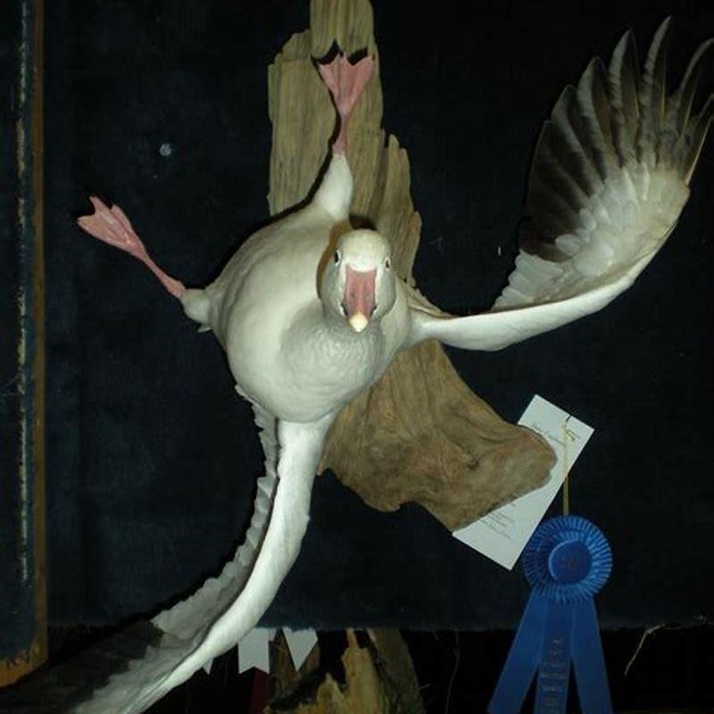 How did Ross’s goose get its name?