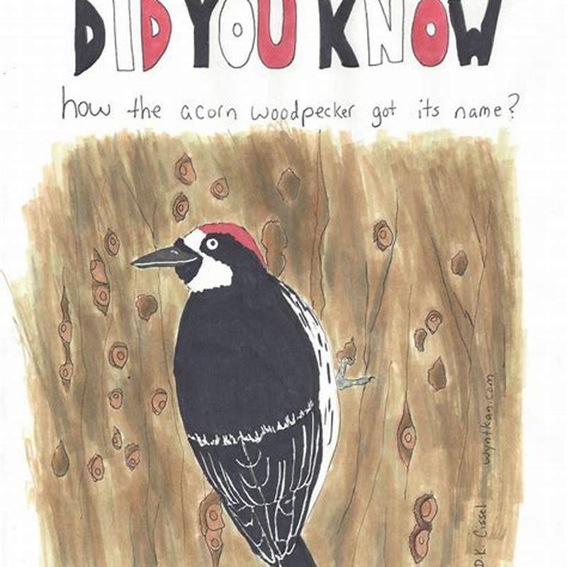 How did the Lewis woodpecker get its name?