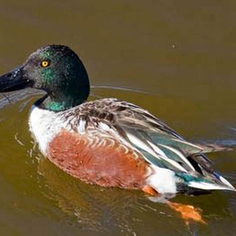 How did the northern shoveler get its name?