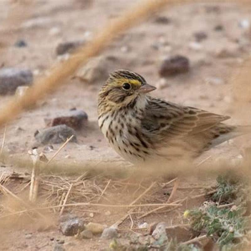How did Vesper Sparrow get its name?