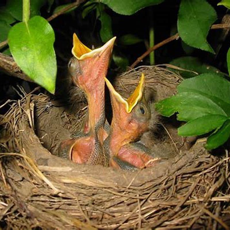 how-do-baby-birds-get-fed-diy-seattle