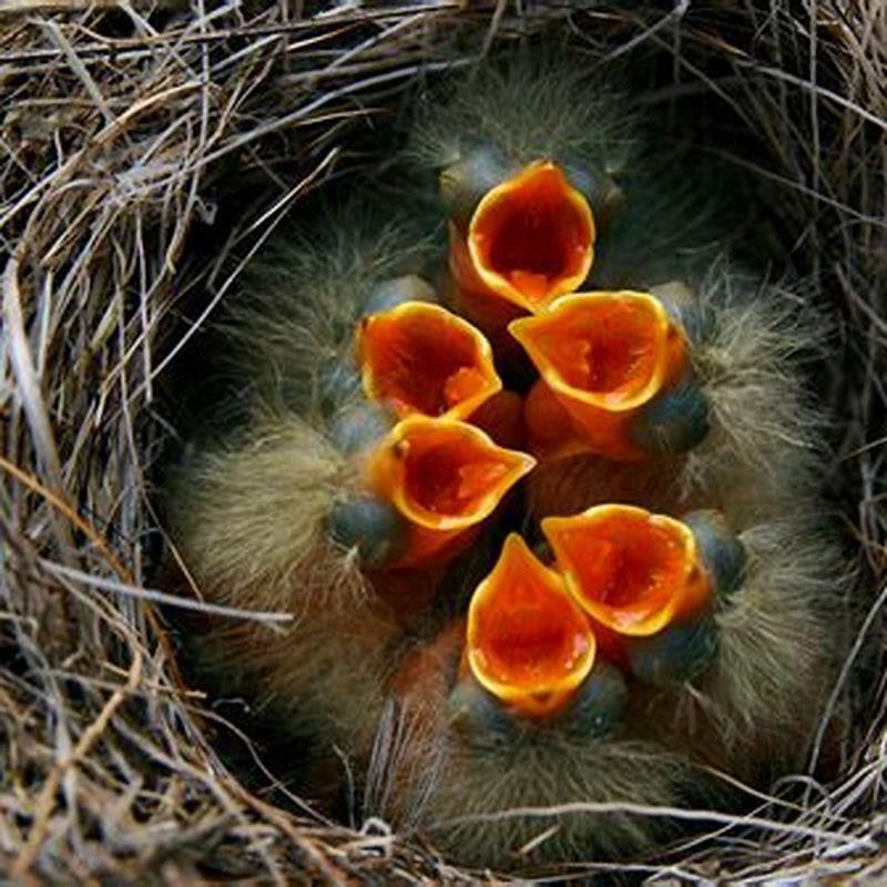 How do baby robins get water? DIY Seattle