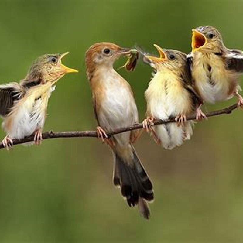 How do bird protect their babies?