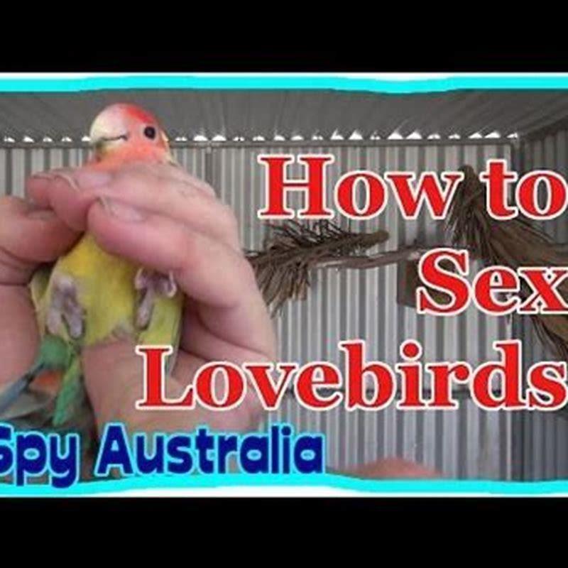 How do birds determine gender?