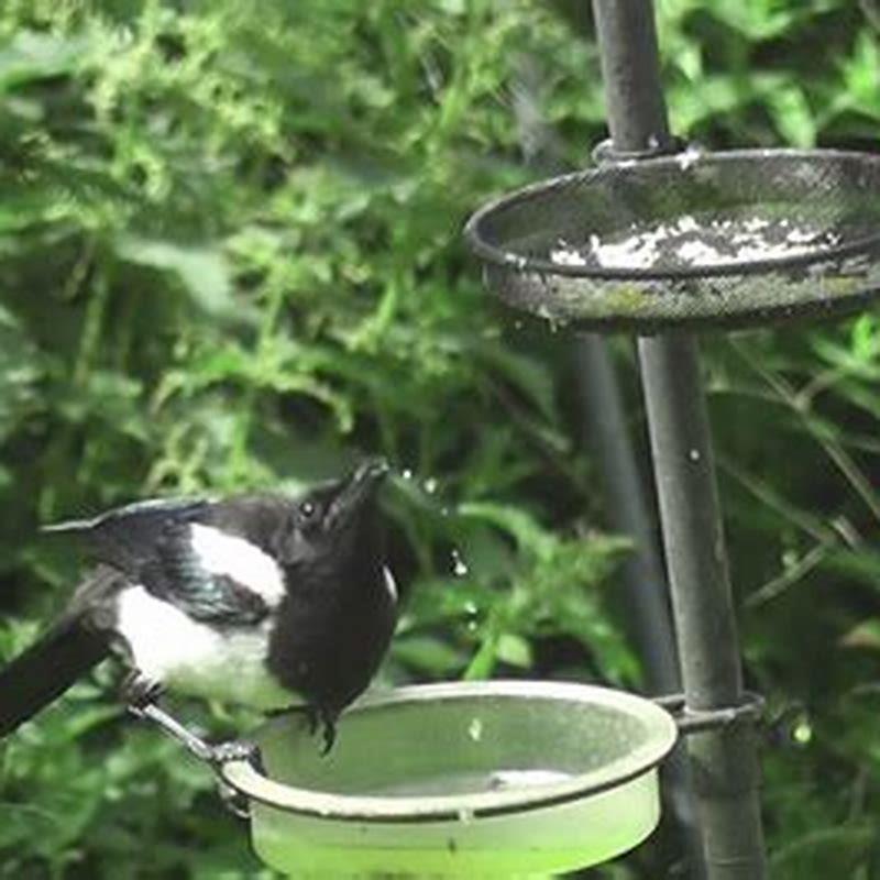 How do birds drink?
