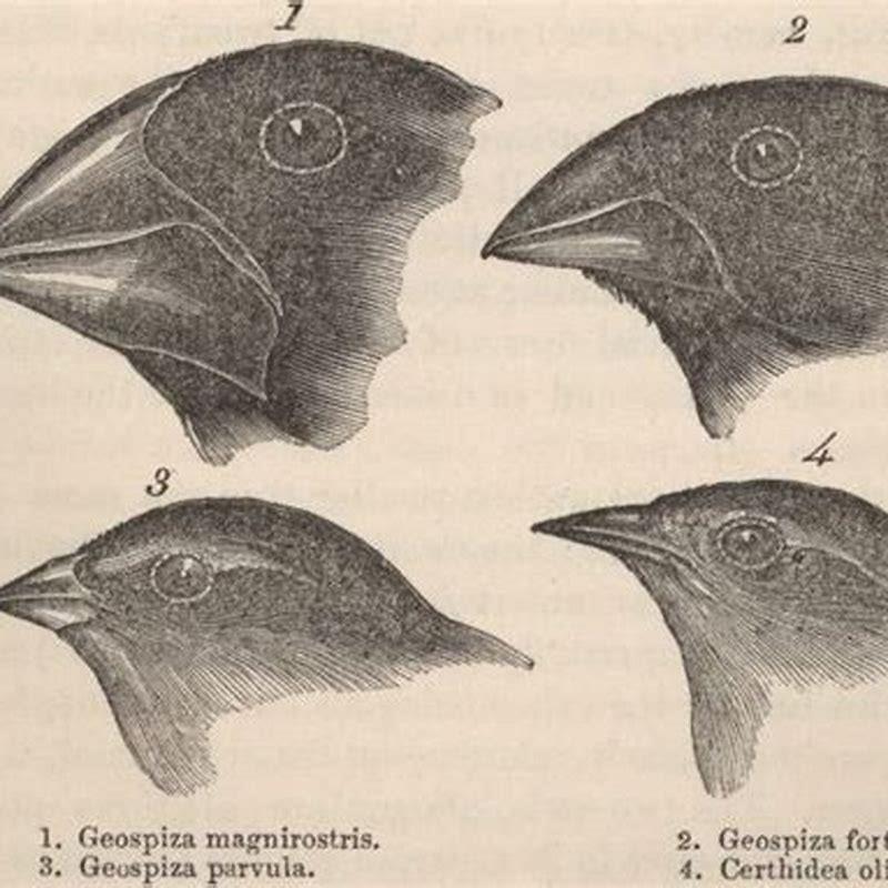 How do birds eat answer?